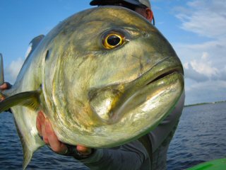 blog-March-23-2016-1-flyfishing-for-longfin-jack