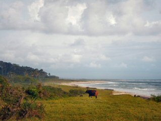 blog-March-23-2016-7-loango-national-park-gabon