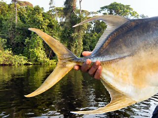 blog-March-27-2016-18-longfin-jack-crevalle