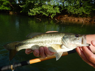 blog-May-10-2016-4-spotted-bass