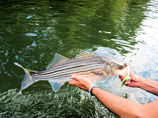 blog-May-10-2016-5-flyfishing-striped-bass