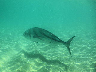 blog-May-19-2016-1-roosterfish-in baja