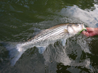 blog-May-9-2016-1-striped-bass-fishing