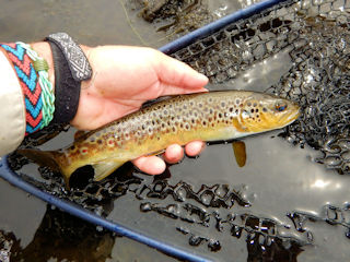 blog-June-9-2016-7-brown-trout-in-Ireland