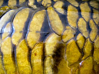 blog-July-15-2016-5-mirror-carp