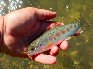 blog-July-19-2016-8-idaho-rainbow-trout