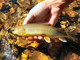 blog-July-20-2016-15-bull-trout