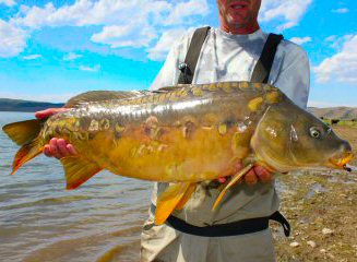 blog-July-26-2016-4-mirror-carp