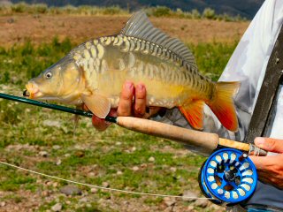 blog-July-26-2016-6-baby-carp