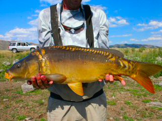 blog-July-26-2016-6-mirror-carp-fly-fishing