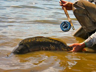 blog-July-26-2016-7-bauer-reels-for-carp