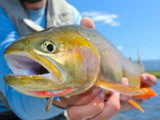 blog-July-8-2016-1-yellowstone-cutthroat