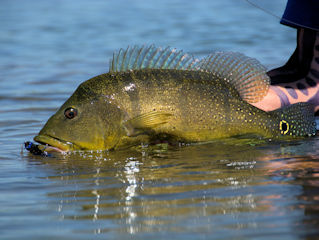 blog-Aug-1-2016-4-iriri-river-peacock-bass