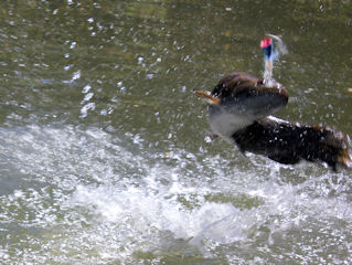 blog-Aug-2-2016-4-leaping-wolf-fish-trairao