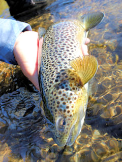 blog-Aug-25-2016-6-icelandic-brown-trout