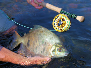 blog-July-31-2016-6-flyfishing-for-pacu-borracha