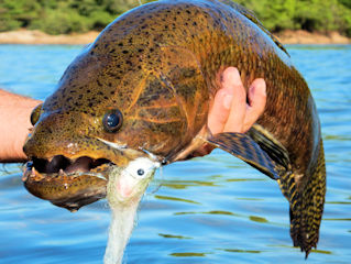 Fly Fishing For Wolf Fish Archives Jeff Currier