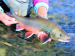 blog-Aug-22-2016-5-flyfishing-for-arctic-char