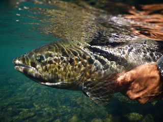 blog-Aug-23-2016-1-atlantic-salmon