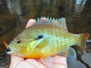 blog-sept-21-2016-6-redbreast-sunfish