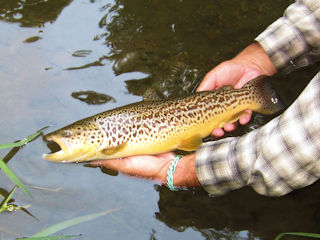 blog-sept-4-2016-4-brown-trout-of-pennsylvania