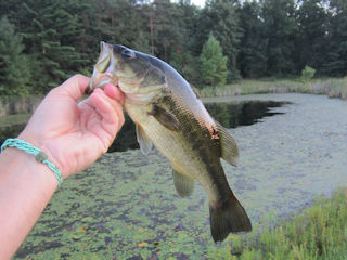 blog-sept-5-2016-9-largemouth-bass-in-pa