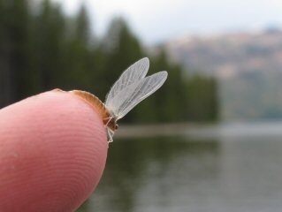 blog-oct-3-2016-5-blue-wing-mayfly