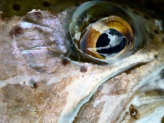 blog-oct-3-2016-7-rainbow-trout