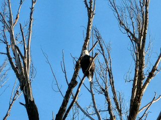 blog-sept-27-2016-6-bald-eagle-southfork