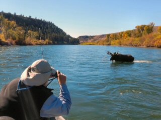 blog-sept-27-2016-8-moose-and-fishing