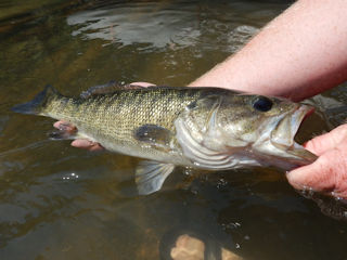 Fly Fishing for Shoal Bass in Georgia!!! Quick Fishing Session