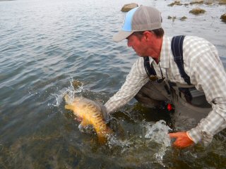 Jeff Currier mirror carp