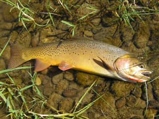 Cutthroat Trout
