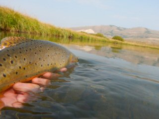 fly fishing for cutthroat trout