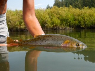 Wyoming Cutthroat Trout