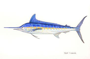 fly fishing for marlin