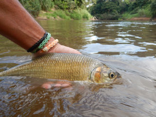 fly fishing for machaca