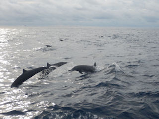 flyfishing in Costa Rica