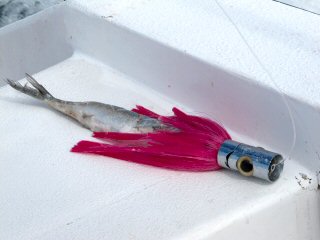 fly fishing for billfish