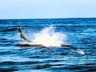 fly fishing for sailfish