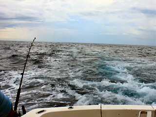 teasing marlin for fly fishing