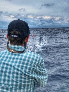 Jeff Currier fly fishing for blue marlin