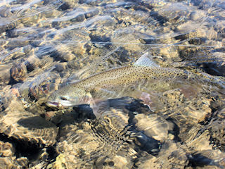 cuttbow trout