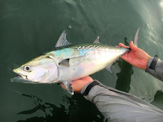 albacore on the fly rod