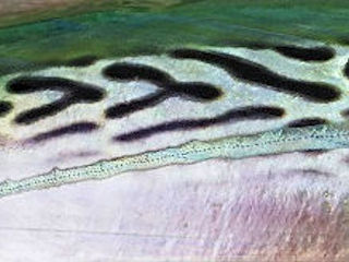 fly fishing for false albacore