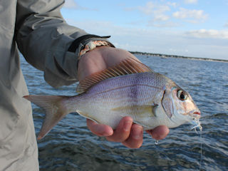 fly fishing for scup in Massachusetts