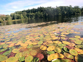 Back Bay New Hampshire
