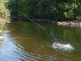 flyfishing for smallies