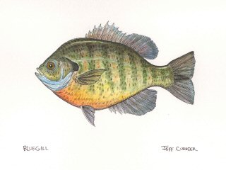 bluegill art