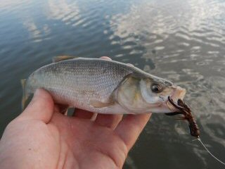 Utah chub